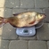 Carp bream