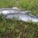 Pike perch