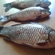 Prussian carp