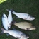 Silver carp