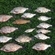 Carp bream