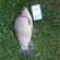 Crucian carp