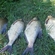 Carp bream