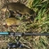 Tench