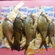 Carp bream