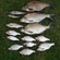 Carp bream