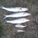 Pike perch