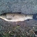 Black carp