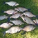 Carp bream