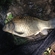 Prussian carp
