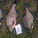 Carp bream