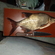 Carp bream
