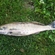 Pike perch