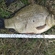 Prussian carp