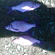 Carp bream