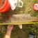 Carp