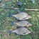 Carp bream