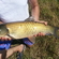 Grass carp