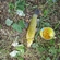 Tench