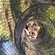 Carp bream