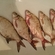 Carp bream