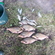 Carp bream