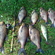 Carp bream