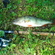 Eurasian perch