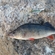 Eurasian perch