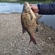 Carp bream