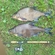 Carp bream