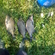 Carp bream