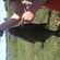 Carp bream