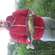 Pike perch