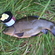 Tench
