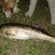 Pike perch