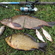 Carp bream