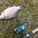 Crucian carp
