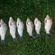 Prussian carp