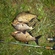 Carp bream