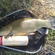Tench