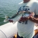 Pike perch