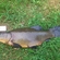 Tench