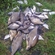 Carp bream