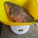 Crucian carp