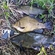 Tench
