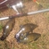 Tench
