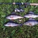 Eurasian perch