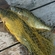 Tench