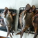 Carp bream